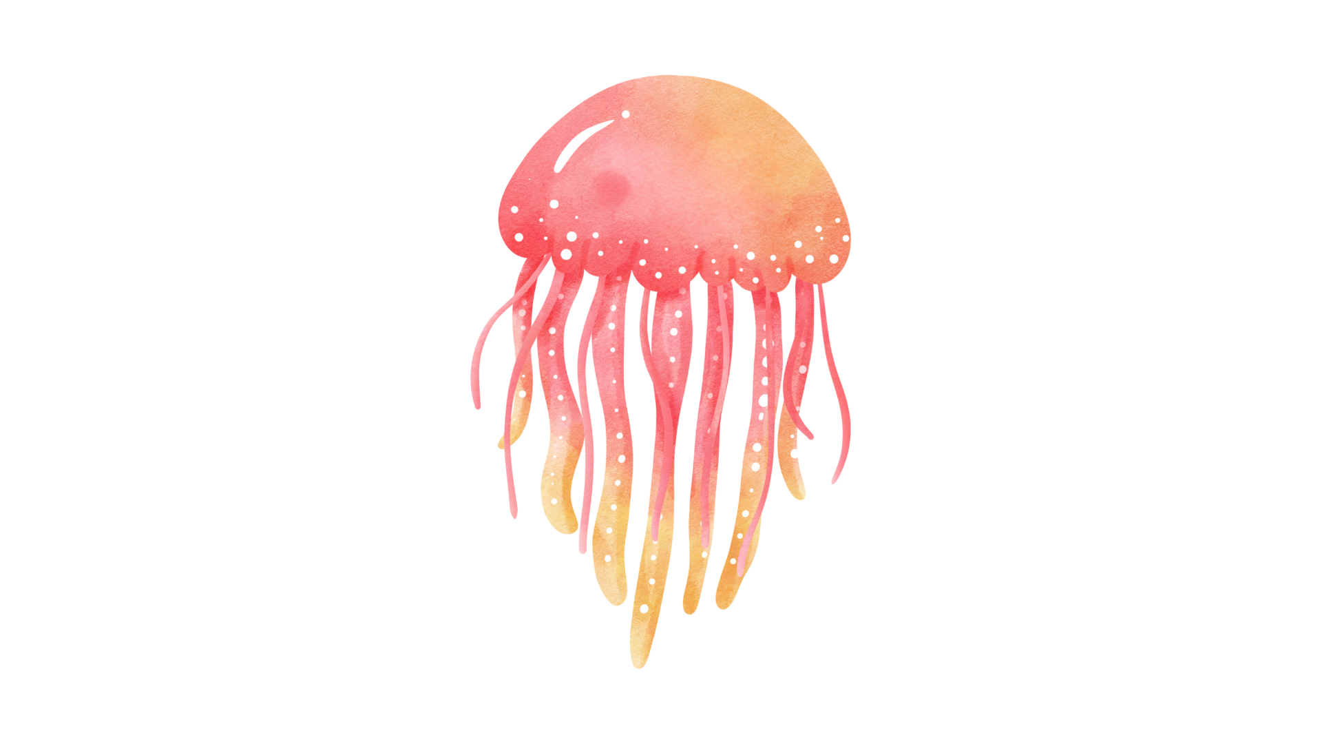 jellyfish